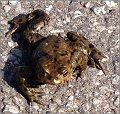 Frosch_3