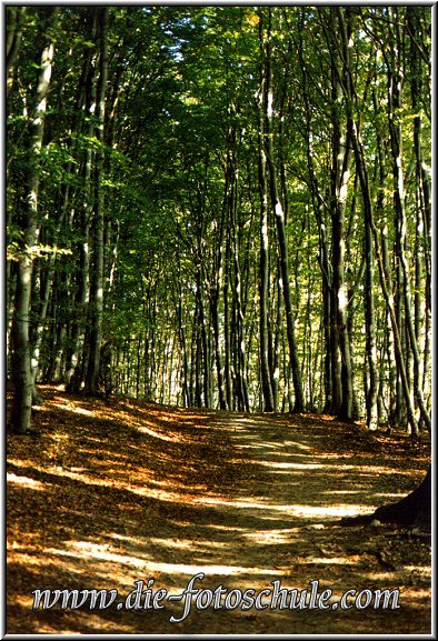Ruegen_Die_Fotoschule_03.jpg - Der schöne dichte Wald am Kreidefelsen bei Sassnitz. Nicht nur die weltberühmte Küste hat hier ihren Reiz, auch der dichte Wald darüber. An manchen Stellen führen nicht enden wollende Holztreppen vom Wald hinab an die Kreideküste.