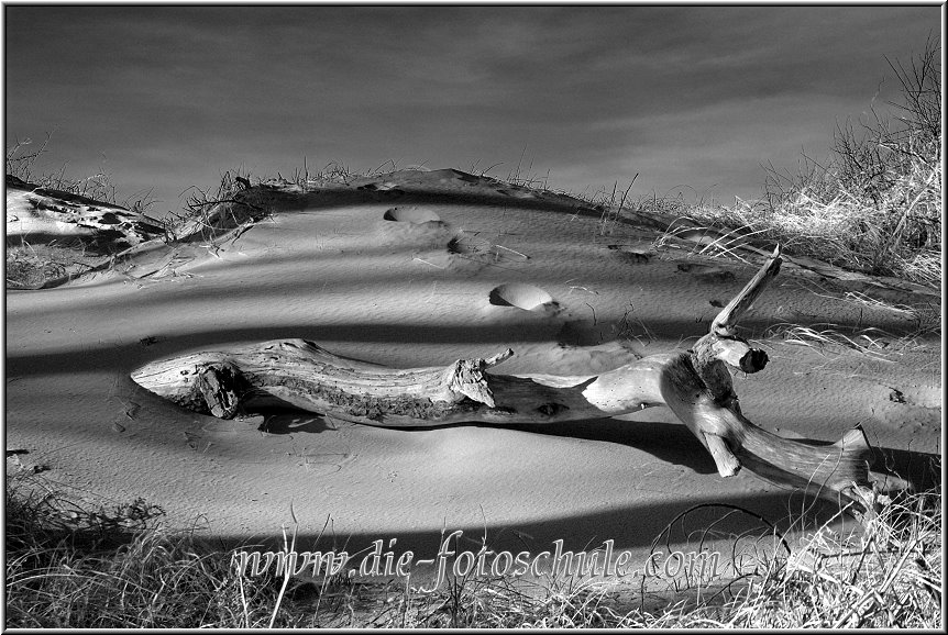 Darss_Weststrand_Ostsee29sw_Die_Fotoschule.jpg - In den Dünen des Weststrandes am Darss auf Fischland-Darss-Zingst. Hier gibt es ein riesiges Naturschutzgebiet, das unendliche Fotomotive bietet.