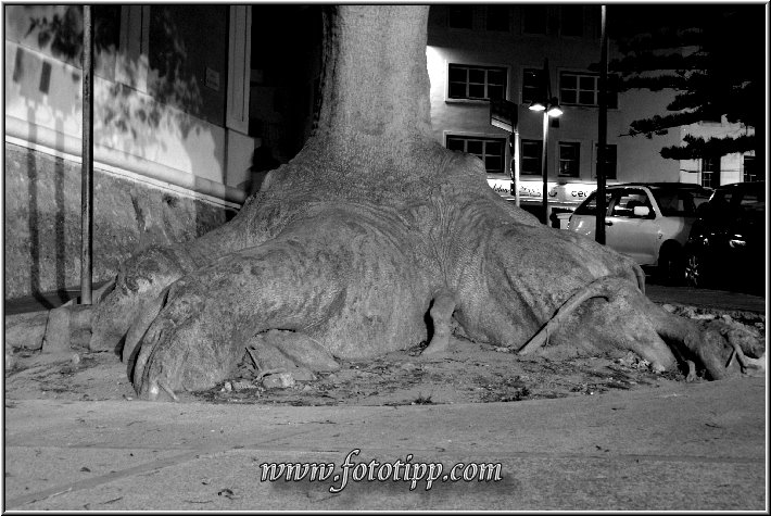 Mao_Nacht_38.jpg - Alter Baum mit riesiger Wurzel in Mao auf Menorca