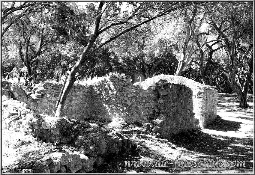 Ruine_Olivenwald_Korfu_sw.jpg - Ein altes verfallenes Haus auf Korfu in einem weitläufigen Olivenwald