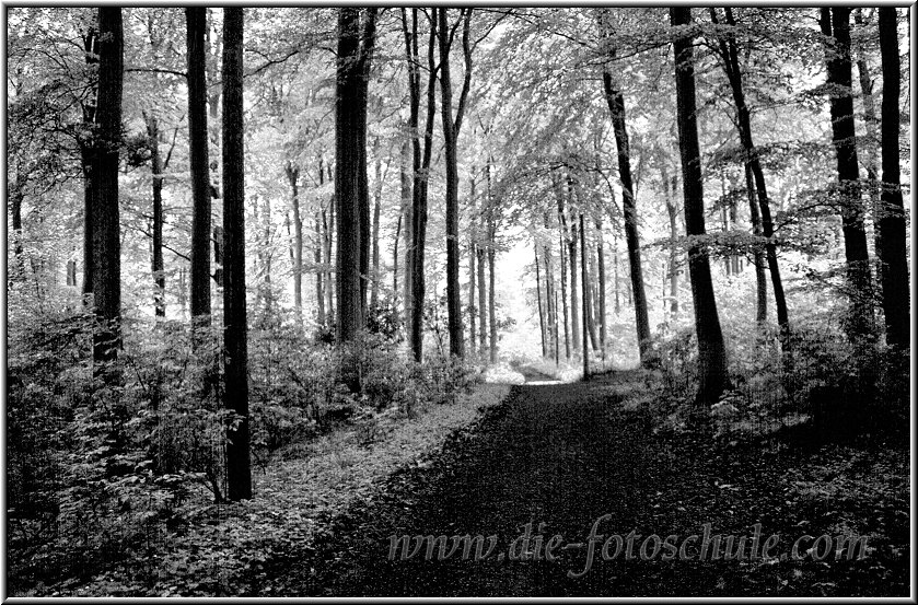 Wald_Ratekau_sw.jpg - Im schönen Wald von Ratekau