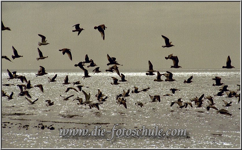 os017.jpg - Möwen über der Ostsee