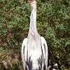 Vogel01_Fotoschule