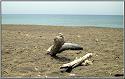 Strand_Donoratico_001_kl