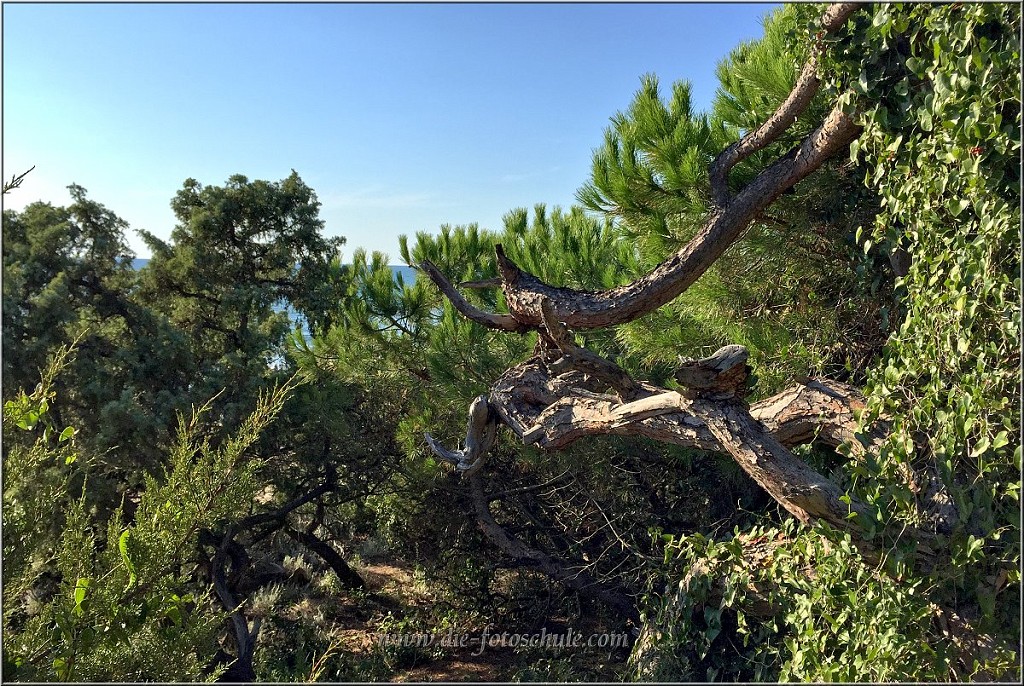 San_Vincenzo_027.jpg - Am Strand, dichte Pinienwälder ziehen sich entlang der Küste. Alles Naturschutzgebiet.