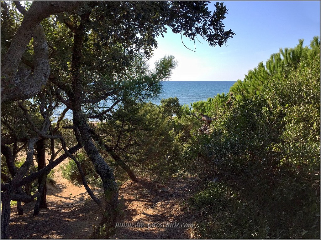 San_Vincenzo_028.jpg - Am Strand, dichte Pinienwälder ziehen sich entlang der Küste. Alles Naturschutzgebiet.