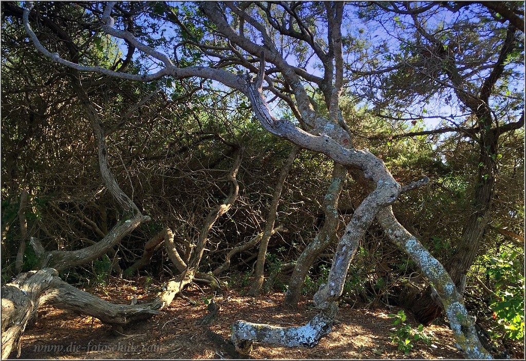 San_Vincenzo_029.jpg - Am Strand, dichte Pinienwälder ziehen sich entlang der Küste. Alles Naturschutzgebiet.