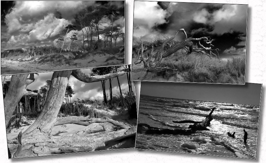Darss2009_Reisebericht_Collage2 Darss2009_Reisebericht_Collage2