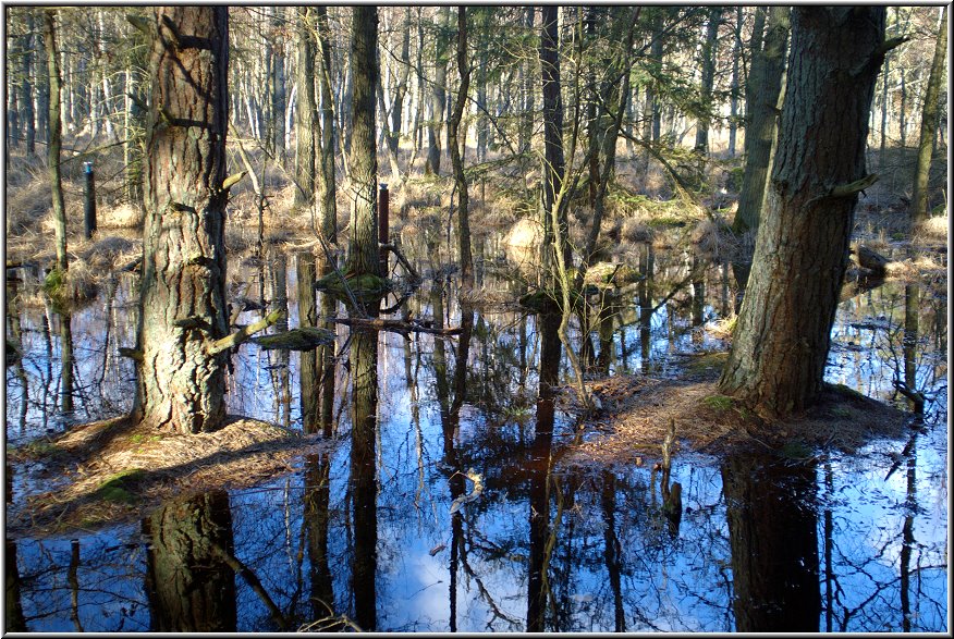 Darss_Wald01_Die_Fotoschule.jpg - Im schwerer zugänglichen Inneren des Darßer Urwald gibt es großflächige Sumpfgebiete. Hier schimmern die Bäume und Sträuche manchmal recht unheimlich im sumpfigen, teilweise fast schwarzen Wasser.