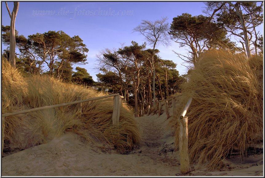 Darss_Weststrand_Ostsee15_Die_Fotoschule.jpg - Strandzugang am Weststrand, direkt aus dem Wald