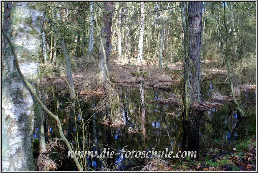 Darss_Weststrand_Ostsee39_Die_Fotoschule.jpg - Ebenfalls im Sumpfgebiet