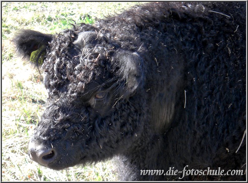 Wieck_03_Die_Fotoschule.jpg - Buffalo in Wieck