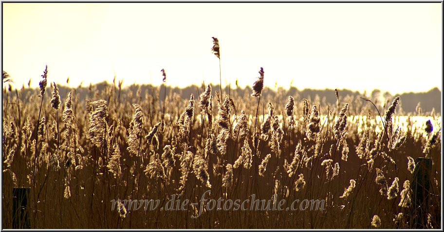 Wieck_Hafen10_Die_Fotoschule.jpg - Boddengras in Wieck