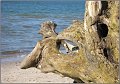 Darss_Weststrand_Ostsee63_Die_Fotoschule