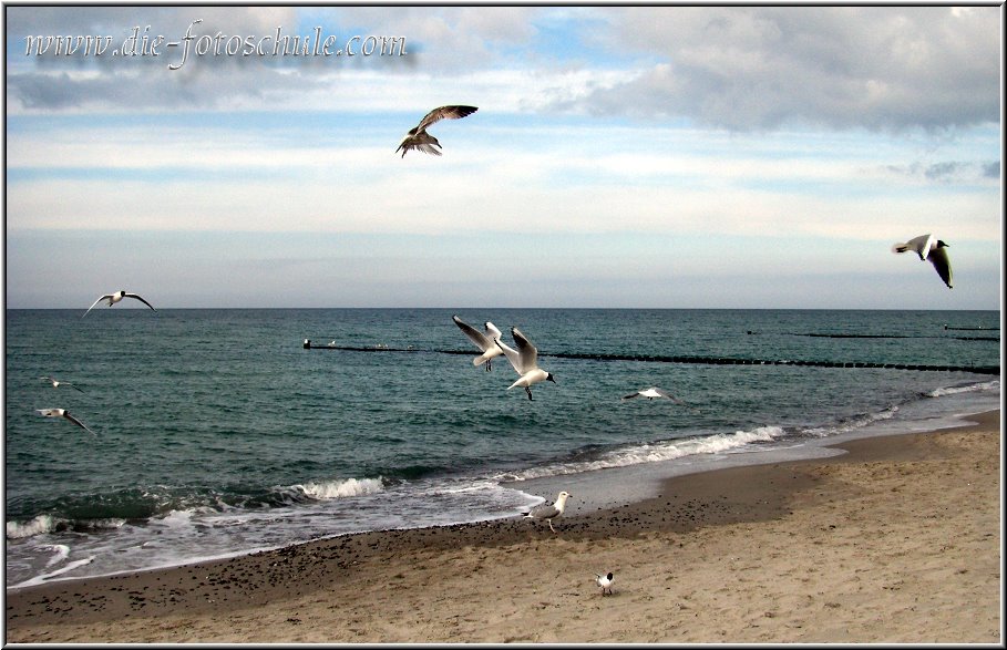 Ahrenshoop_Ostsee10_Die_Fotoschule.jpg - Möwen am Strand von Ahrenshoop