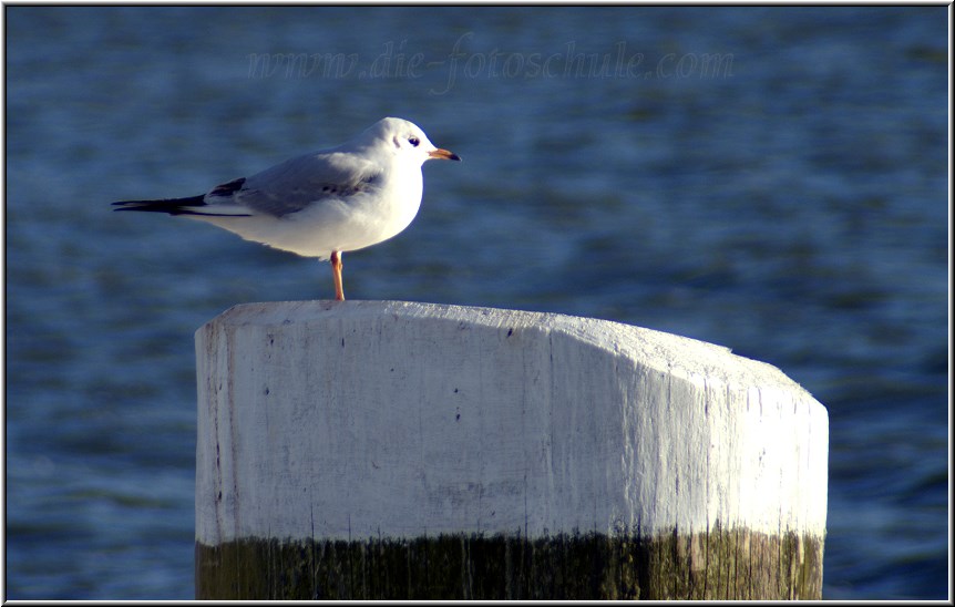 Born_Hafen02_Die_Fotoschule.jpg - Sehr seltenes Raubtier an der Ostsee