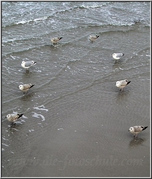 Zingst_Ostsee01_Die_Fotoschule.jpg - Seltene Raubtiere an der Ostsee in Zingst