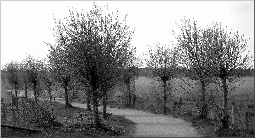 2765_Wieck_001.jpg - Zum Ende meiner kleinen 2010er Darß und Bodden- Serie habe ich noch ein paar schwarzweiße Fotografien für Dich. Hier ist der Weg zum Wiecker Hafen.