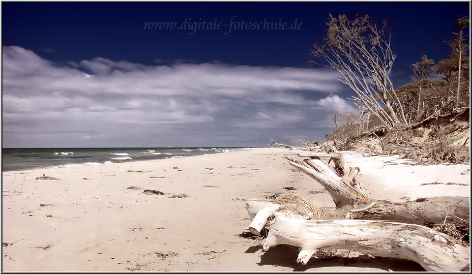 2813_Weststrand_Tonart_008.jpg - Die riesigen Wurzeln sind ideale Bänke für eine kleine Pause während des Spazierganges am Strand