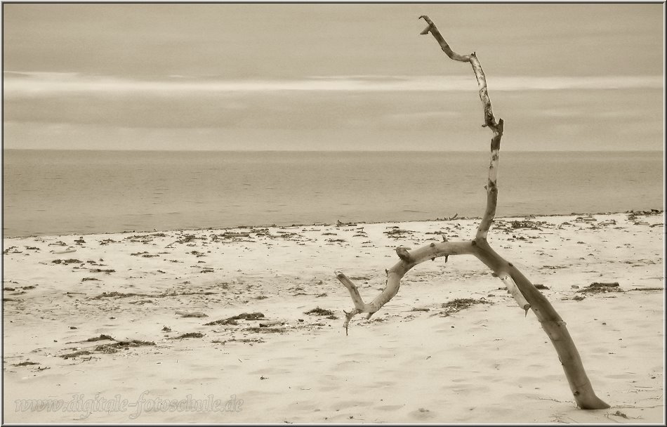 2941_Weststrand_Tonart_sw_036.jpg - Am Weststrand. Mit Sepia-Tonung in monochrome umgewandelt.