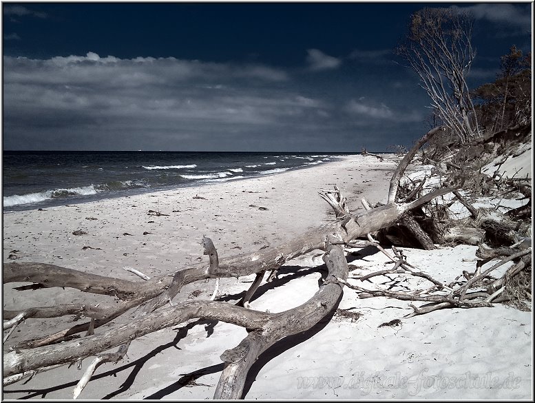 515_Weststrand_Tonart_020.jpg - Der Wald reicht am Weststrand bis unmittelbar an die Ostsee. Wind und Wellen schaffen hier eine urwüchsige Landschaft, die sich ständig wandelt. Von dem TV-Sender "arte" wurde der Weststrand in die Reihe der "20 schönsten Strände der Welt" aufgenommen; und das wirklich zurecht! Bäume vom Wind gebeugt, jedoch nicht gebrochen, sind das Sinnbild dieses Küstenabschnittes des Darß. Diese Windflüchter prägen das rauhe und wilde Bild des Weststrandes.