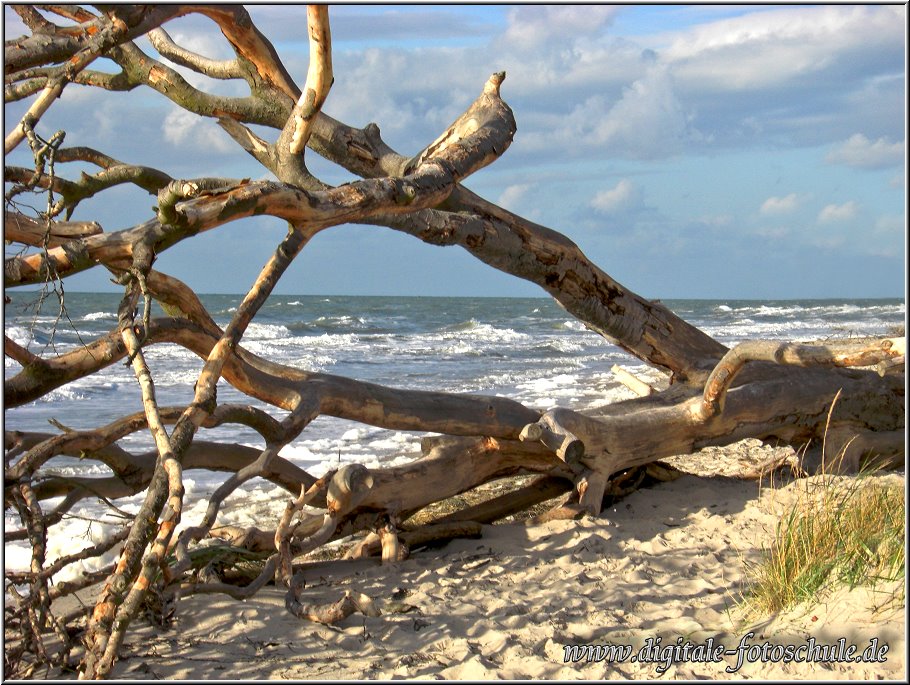 Darss2009_001.jpg - Strandgut, Sand, Himmel und Meer. Daraus entsteht ein unvergleichliches Naturgefühl. Der Weststrand.
