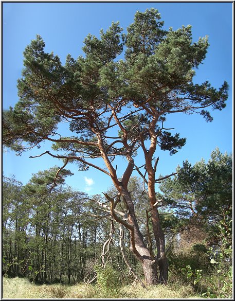 Darss2009_022.jpg - Typischer Baum für die Landschaft am Darsser Ort