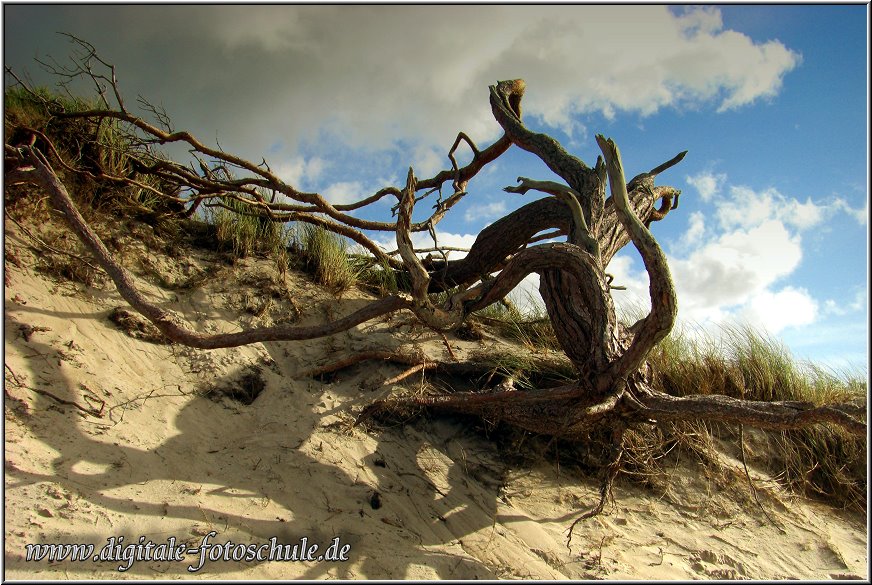 Darss2009_030.jpg - Bäume am Weststrand haben einen schweren Stand