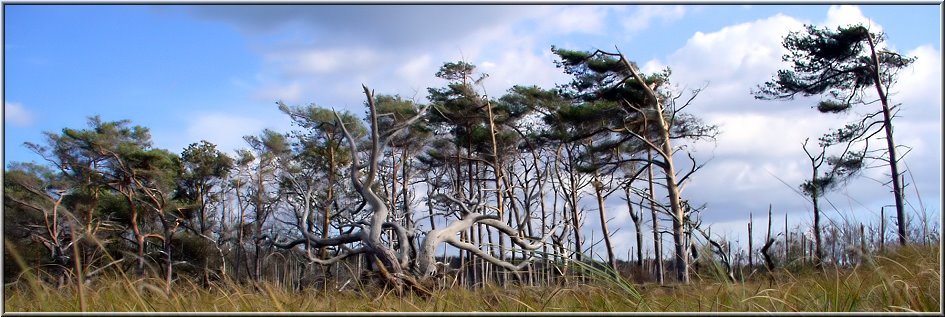 Darss2009_035.jpg - Windflüchter am Weststrand