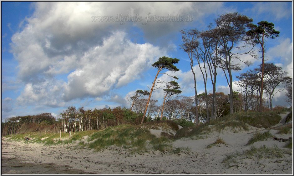 Darss2009_038.jpg - Darsser Wald mit seinen Windflüchtern am Weststrand