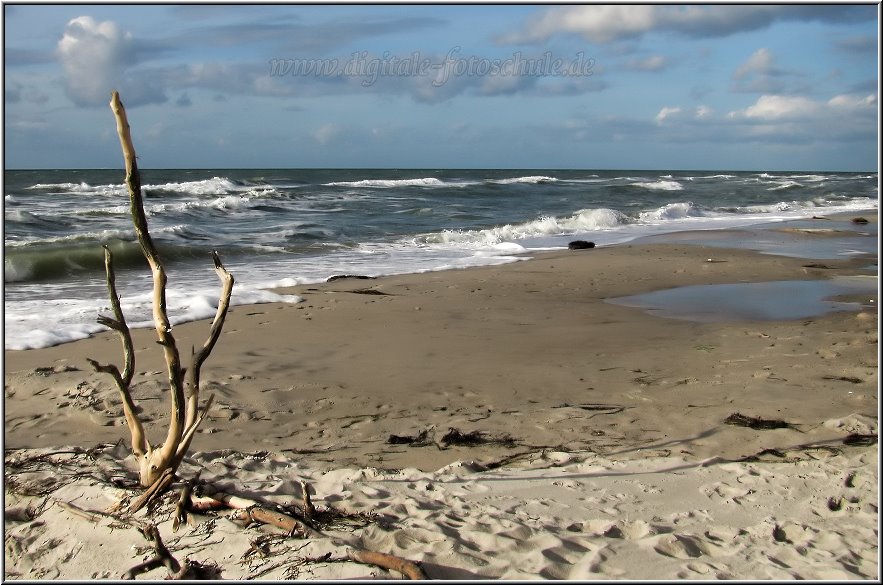 Darss2009_043.jpg - Strandgut, Sand, Himmel und Meer. Daraus entsteht ein unvergleichliches Naturgefühl. Der Weststrand.