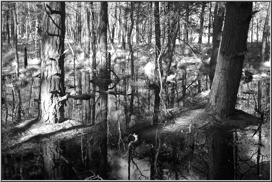 Darss_Wald01sw_Die_Fotoschule.jpg - Im schwerer zugänglichen Inneren des Darßer Urwald gibt es großflächige Sumpfgebiete. Hier schimmern die Bäume und Sträuche manchmal recht unheimlich im sumpfigen, teilweise fast schwarzen Wasser.