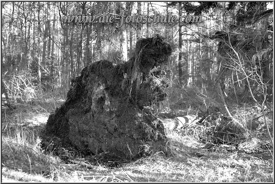 Darss_Wald03sw_Die_Fotoschule.jpg - Die Wurzel eines vom Wind umgeworfenen Baumes.