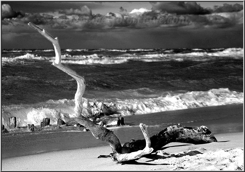 Darss_Weststrand_Ostsee41sw_Die_Fotoschule.jpg - Der Weststrand des Darß ist die urwüchsige Seite von Fischland-Darß-Zingst. Hier findest Du auf jedem Meter am Strand liegende Bäume, bizarre Wurzeln und unberührte Natur.