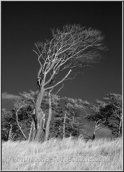 Darss_Weststrand_Ostsee59sw_Die_Fotoschule.jpg