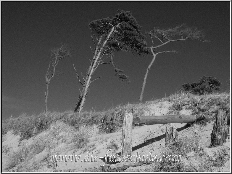 Darss_Weststrand_Ostsee74sw_Die_Fotoschule.jpg - Die vom Wind geformten und für den Darßer Wald so typischen Windflüchter