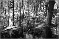 Darss_Wald01sw_Die_Fotoschule