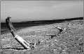 Darss_Weststrand_Ostsee09sw_Die_Fotoschule