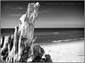 Darss_Weststrand_Ostsee65sw_Die_Fotoschule