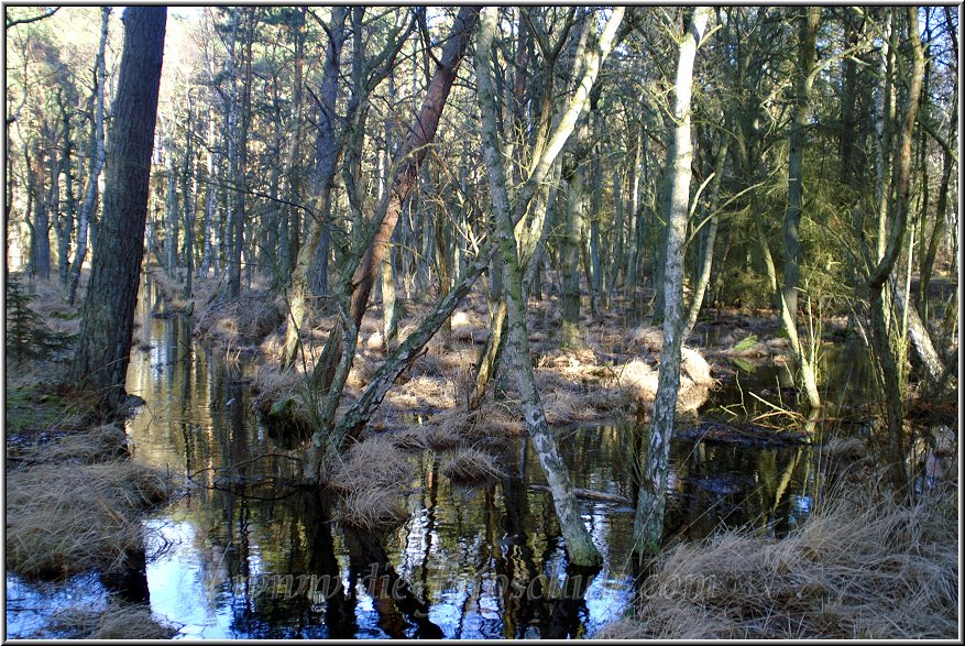 Darss_Wald02_Die_Fotoschule.jpg - Ebenfalls im Sumpfgebiet