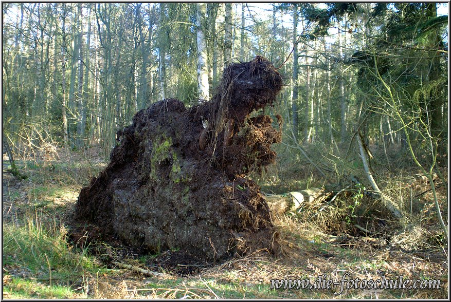 Darss_Wald03_Die_Fotoschule.jpg - Der war dann doch zu schwach. Ich habe mich nur ein bißchen angelehnt und dann fällt der einfach um. Das war der Moment, als meine Diät begann  ;-))  Und das ist auch gleichzeitig das letzte Foto meiner Weststrand-Foto-Tour. Zurück gelangst Du am schnellsten per Klick auf >>Startseite Darß<< unten, oder Du klickst zweimal auf das Symbol oben links neben der Seiten-Überschrift "Am Darß  ---  Der wilde Weststrand".