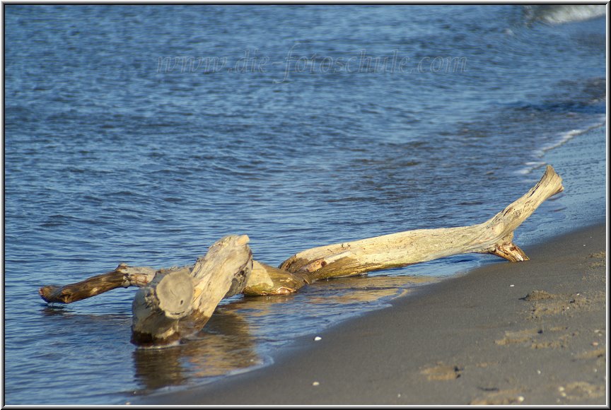 Darss_Weststrand_Ostsee10_Die_Fotoschule.jpg - Solche Baumreste und Wurzeln findet man zahlreich am Weststrand, sie prägen diesen Strand