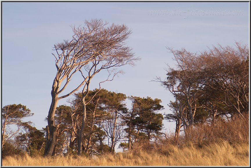 Darss_Weststrand_Ostsee11_Die_Fotoschule.jpg - Auch diese schrägen Gestalten sind typisch für den Darßwald am Weststrand. Sie werden Windflüchter genannt. Der kontinuierliche Wind prägt die Äste der Bäume.