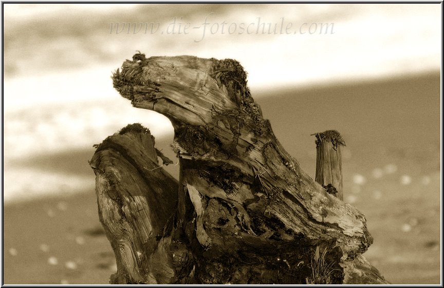 Darss_Weststrand_Ostsee12sw_Die_Fotoschule.jpg - Na, was ist denn das? Ein Wandervogel mit Krückstock hinterm Rücken oder nur ne ganz normale Wurzel?