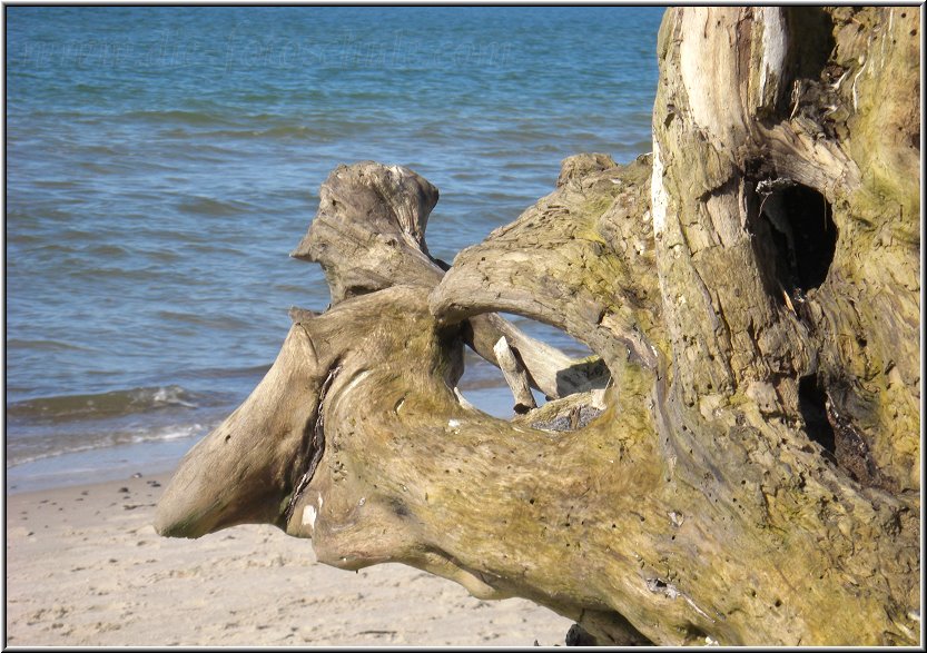 Darss_Weststrand_Ostsee63_Die_Fotoschule.jpg - In manchen Wurzeln habe ich unheimliche Gesichter gesehen. Ob ich nun ein Fall für die Seelenklempner bin?