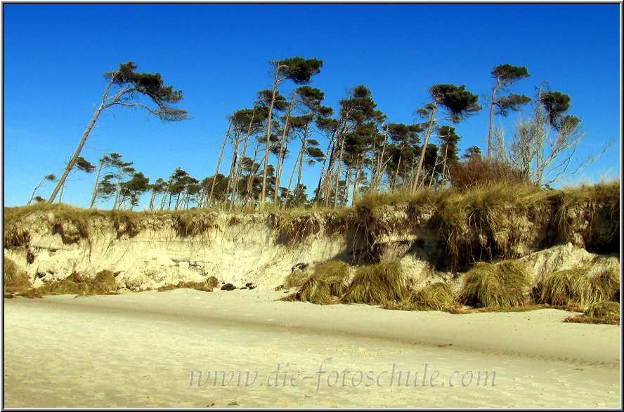 Darss_Weststrand_Ostsee69_Die_Fotoschule.jpg - Hier sieht man deutlich, wie sich das Meer allmählich in den lichten Wald gräbt und die Bäume nach und nach umstürzen lässt