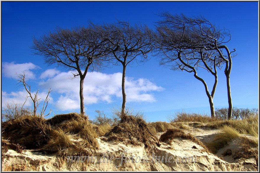 Darss_Weststrand_Ostsee72_Die_Fotoschule.jpg - Die Windflüchter