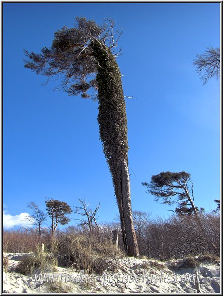 Darss_Weststrand_Ostsee73_Die_Fotoschule.jpg