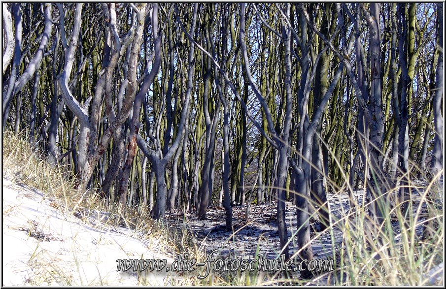 Darss_Weststrand_Ostsee86_Die_Fotoschule.jpg